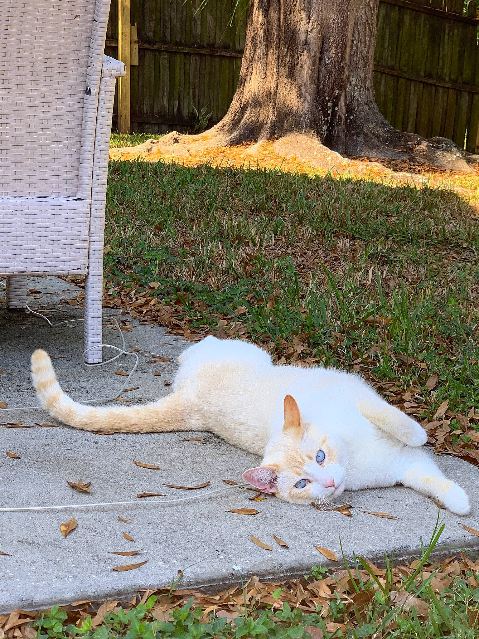 Everest joined the competition — help win amazing prizes! canidae, carnivore, cat, companion_dog, dog_breed, domestic_short_haired_cat, fawn, felidae, fur, grass, plant, small_to_medium_sized_cats, snout, sporting_group, tail, terrestrial_animal, tree, whiskers, wildlife, wood