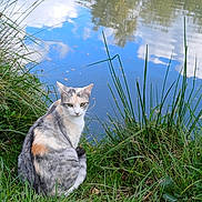 Dora participe au concours pour gagner de l'argent avec cette photo : cat, calico, grass, pond, water, reflection, sky, clouds, nature, outdoor, animal, feline, greenery, wildlife, peaceful, quiet, sitting, fur, eyes, daytime