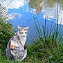 cat, calico, grass, pond, water, reflection, sky, clouds, nature, outdoor, animal, feline, greenery, wildlife, peaceful, quiet, sitting, fur, eyes, daytime