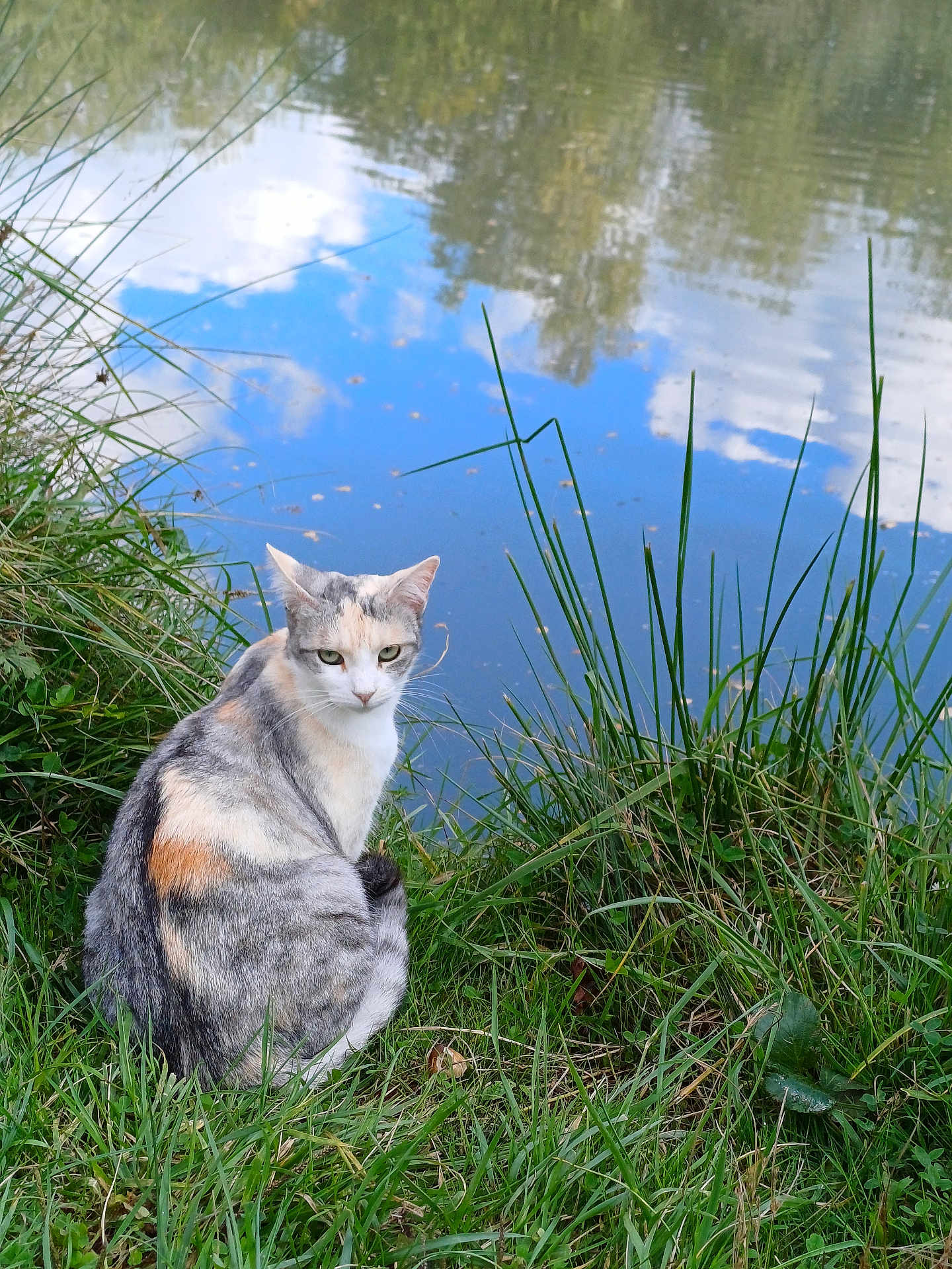 Dora participe au concours pour gagner de l'argent avec cette photo : cat, calico, grass, pond, water, reflection, sky, clouds, nature, outdoor, animal, feline, greenery, wildlife, peaceful, quiet, sitting, fur, eyes, daytime