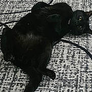 Yin Ying joined the competition — help win amazing prizes! animal, black_cat, carpet, cat, collar, cute, eyes, floor, fur, home, indoor, lying_down, mammal, pattern, paws, pet, playful, relaxed, texture, whiskers