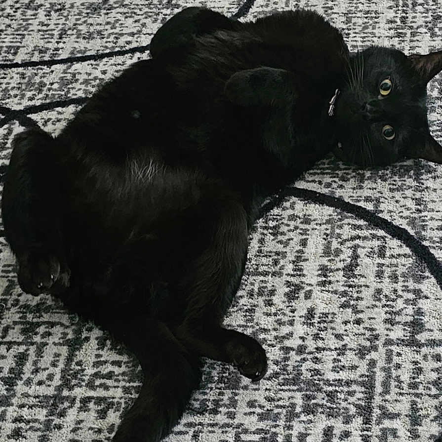 Yin Ying joined the competition — help win amazing prizes! animal, black_cat, carpet, cat, collar, cute, eyes, floor, fur, home, indoor, lying_down, mammal, pattern, paws, pet, playful, relaxed, texture, whiskers