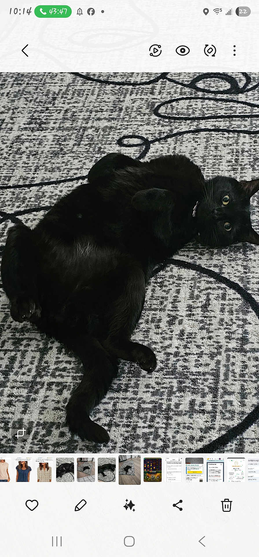 Yin Ying joined the competition — help win amazing prizes! animal, black_cat, carpet, cat, collar, cute, eyes, floor, fur, home, indoor, lying_down, mammal, pattern, paws, pet, playful, relaxed, texture, whiskers