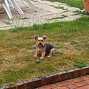 Tina a rejoint le concours — aidez-le/la à gagner de superbes lots ! dog, grass, ball, backyard, plastic_chair, terracotta_pot, outdoor, pet, small_dog, lawn, garden, relaxing, brown_dog, greenery, daylight, animal, playing, yard, summer, nature