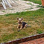 dog, grass, ball, backyard, plastic_chair, terracotta_pot, outdoor, pet, small_dog, lawn, garden, relaxing, brown_dog, greenery, daylight, animal, playing, yard, summer, nature