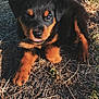 Ares a rejoint le concours — aidez-le/la à gagner de superbes lots ! adorable, animal, black, brown, closeup, cute, dog, eyes, fur, grass, lying_down, nature, outdoor, pet, playful, puppy, rottweiler, sunlight, tongue, young