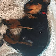 Ares a rejoint le concours — aidez-le/la à gagner de superbes lots ! animal, black_and_tan, blanket, collar, cozy, cute, dog, fur, indoors, paw, pet, puppy, relaxation, resting, sleep, sleeping, small_dog, soft, tennis_ball, toy