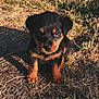 Ares a rejoint le concours — aidez-le/la à gagner de superbes lots ! adorable, animal, black, brown, cute, daylight, dog, eyes, fur, grass, ground, nature, outdoor, pet, puppy, rottweiler, sitting, small, sunlight, young