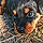 Ares