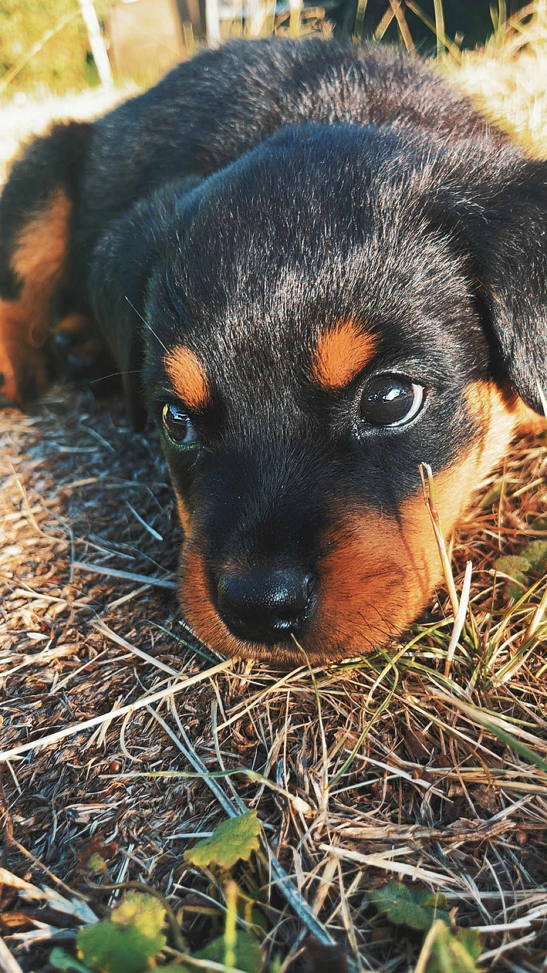 Ares