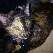 Sally is registered to the contest to win money with this photo: abyssinian, accessories, animal, blackcat, bodypart, brasssection, cat, collar, horn, kitten, manx, mouth, musicalinstrument, person, pet, siamese