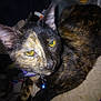 abyssinian, accessories, animal, blackcat, bodypart, brasssection, cat, collar, horn, kitten, manx, mouth, musicalinstrument, person, pet, siamese