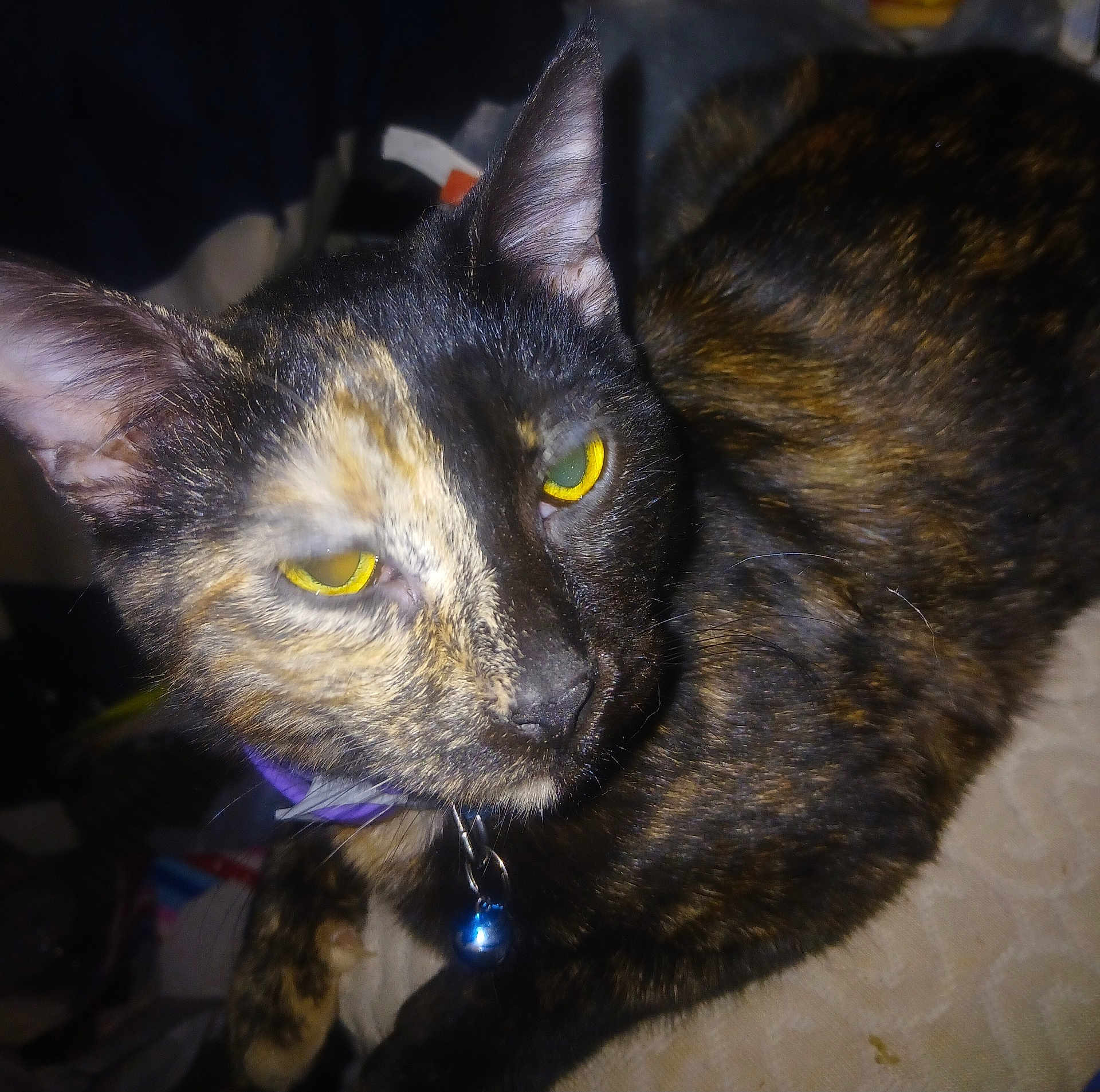 Sally is registered to the contest to win money with this photo: abyssinian, accessories, animal, blackcat, bodypart, brasssection, cat, collar, horn, kitten, manx, mouth, musicalinstrument, person, pet, siamese