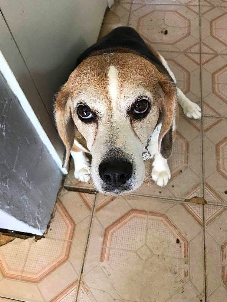 Sadie Sue is registered to the contest to win money with this photo: american_foxhound, animal_shelter, beagador, beagle, beagle_harrier, canidae, carnivore, dog, dog_breed, estonian_hound, grand_anglo_francais_tricolore, harrier, mammal, nose, pocket_beagle, rare_breed_dog, scent_hound, snout, treeing_walker_coonhound, vertebrate