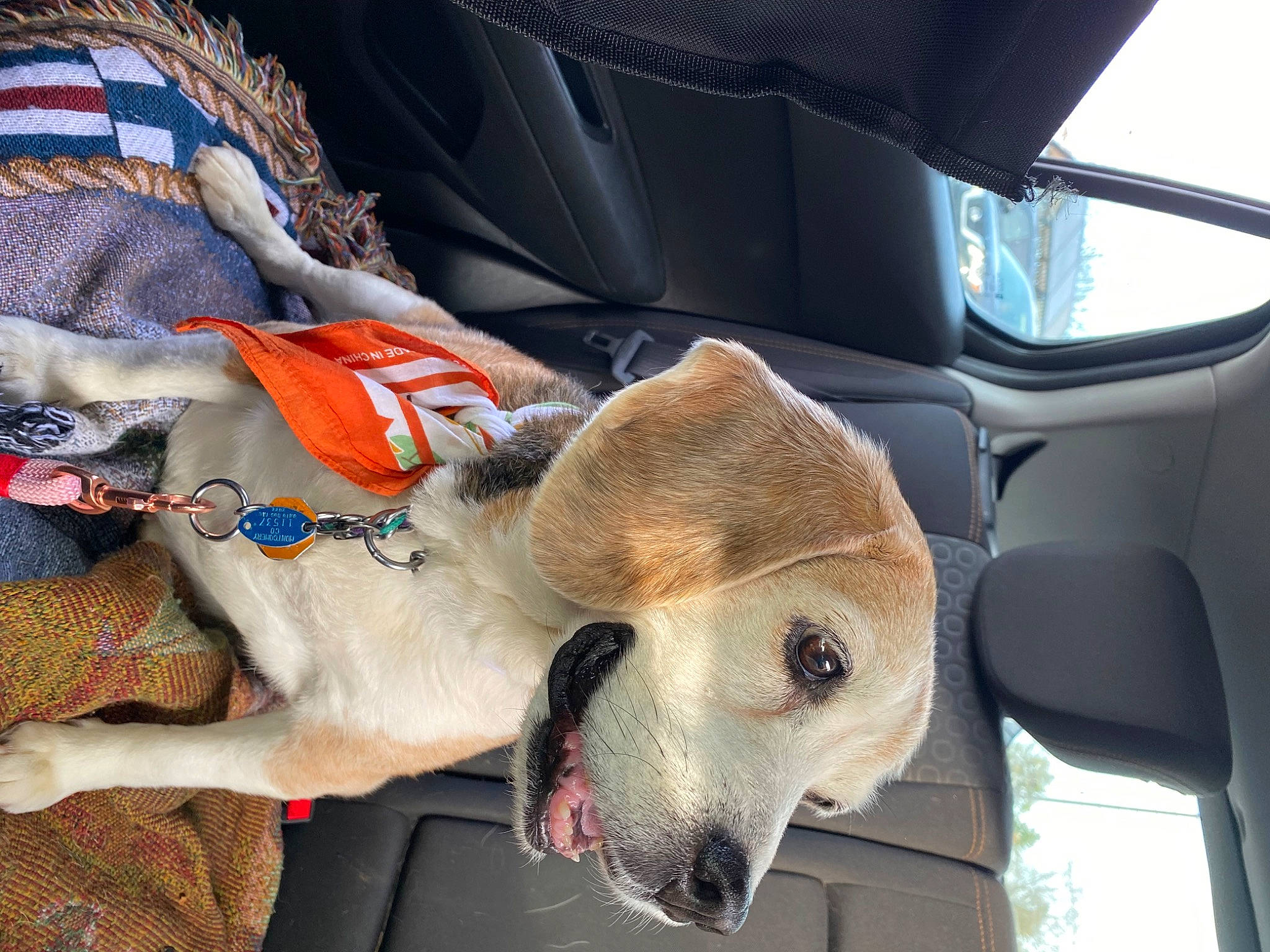 Sadie Sue joined the competition — help win amazing prizes! auto_part, automotive_exterior, car, car_seat, car_seat_cover, carnivore, collar, companion_dog, dog, dog_breed, family_car, fawn, leash, motor_vehicle, personal_luxury_car, snout, vehicle, whiskers, window, working_animal