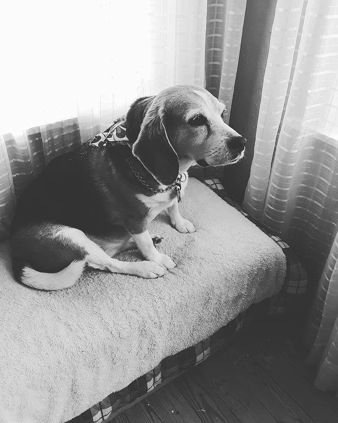 Sadie Sue is registered to the contest to win money with this photo: black_and_white, carnivore, comfort, companion_dog, dog, dog_breed, dog_supply, floor, flooring, furniture, grey, hound, monochrome, monochrome_photography, pet_supply, snout, sporting_group, style, whiskers, working_animal