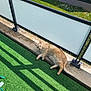 Simba a rejoint le concours — aidez-le/la à gagner de superbes lots ! animal, balcony, cat, daylight, domestic_animal, fence, frosted_glass, fur, grass, greenery, ledges, nature, outdoor, pet, relaxed, resting, shadow, sunlight, tongue_out, whiskers