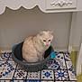 animal, basin, cat, container, cozy, cream_cat, decorative, floor, furniture_leg, home, indoor, mat, ornate, pet, quiet, resting, sitting, still, tile_pattern, white_furniture