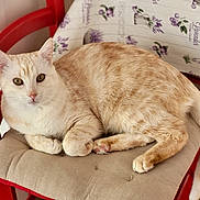 Simba participe au concours pour gagner de l'argent avec cette photo : animal, beige_cushion, cat, chair, cream_colored, cushion, ears, feline, fur, indoor, lavender_pattern, lying_down, paws, pet, red_chair, relaxed, striped, tablecloth, tail, whiskers