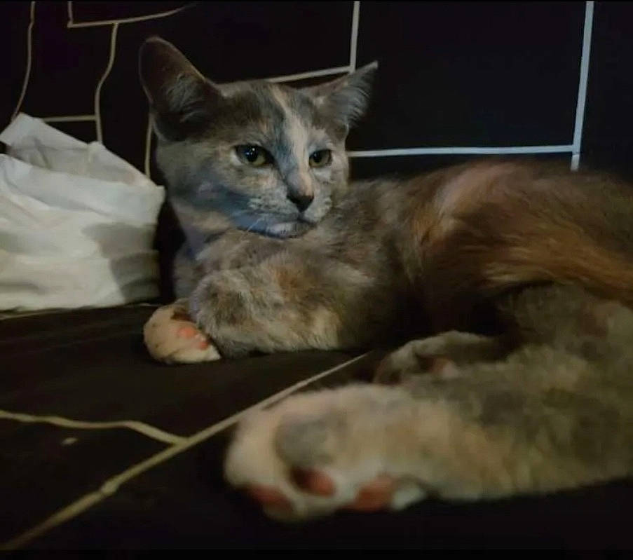 Ginette a rejoint le concours — aidez-le/la à gagner de superbes lots ! carnivore, cat, cat_supply, cat_toy, claw, comfort, domestic_short_haired_cat, fawn, felidae, fur, paw, pet_supply, small_to_medium_sized_cats, snout, tail, whiskers, wildlife