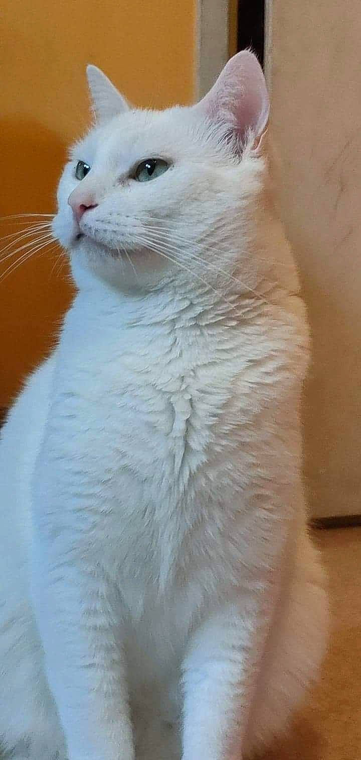 Jeannot participe au concours pour gagner de l'argent avec cette photo : carnivore, cat, domestic_short_haired_cat, felidae, fur, small_to_medium_sized_cats, snout, tail, terrestrial_animal, whiskers