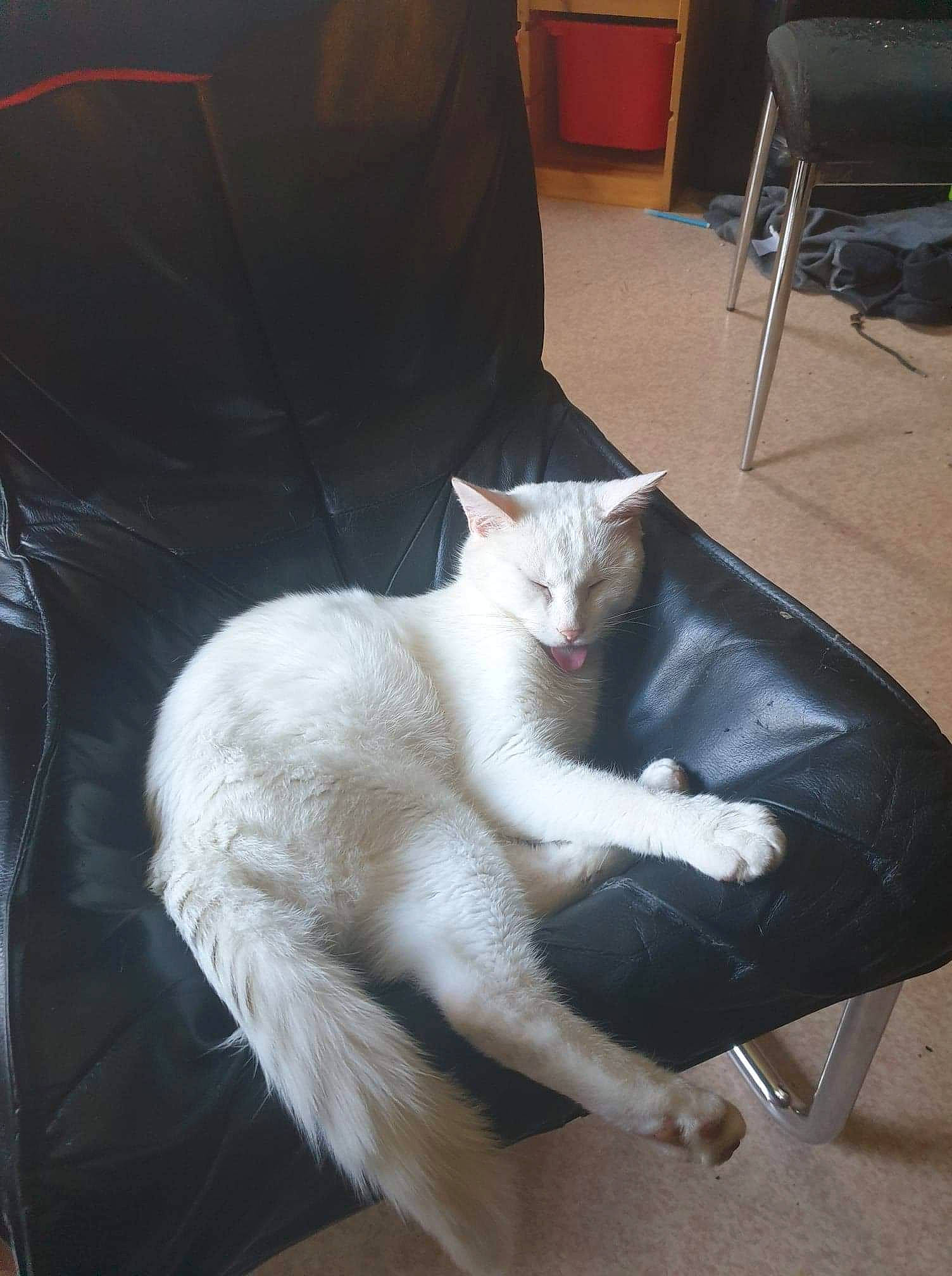 Jeannot a rejoint le concours — aidez-le/la à gagner de superbes lots ! carnivore, cat, chair, comfort, couch, domestic_short_haired_cat, eye, fawn, felidae, flooring, fur, furniture, head, lap, paw, small_to_medium_sized_cats, snout, tail, whiskers, wood