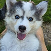 Brownie a rejoint le concours — aidez-le/la à gagner de superbes lots ! puppy, dog, husky, blue_eyes, tongue_out, fluffy, close_up, pet, outdoor, grass, cute, animal, canine, happy, smiling, young, fur, portrait, nature, friendly