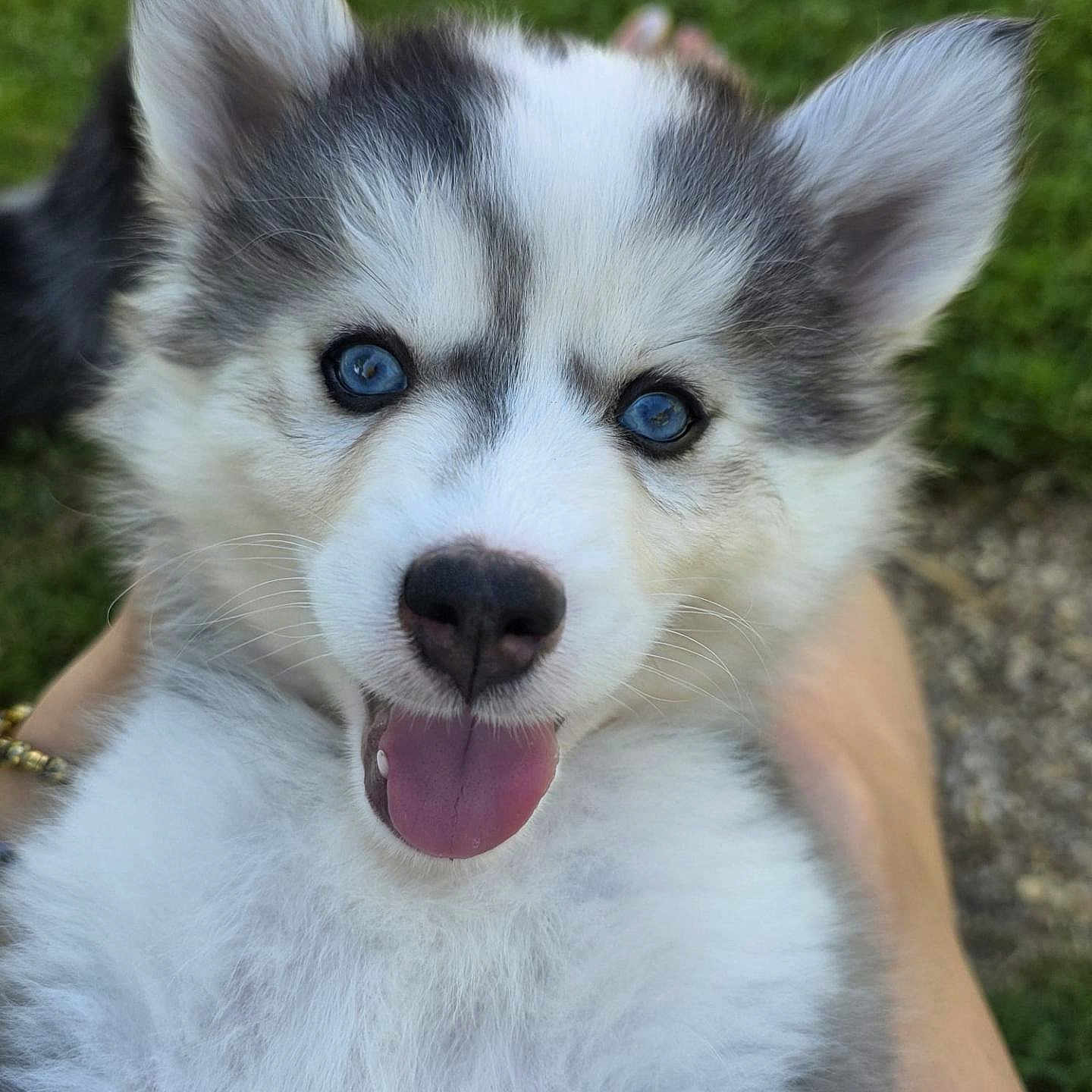 Brownie a rejoint le concours — aidez-le/la à gagner de superbes lots ! puppy, dog, husky, blue_eyes, tongue_out, fluffy, close_up, pet, outdoor, grass, cute, animal, canine, happy, smiling, young, fur, portrait, nature, friendly