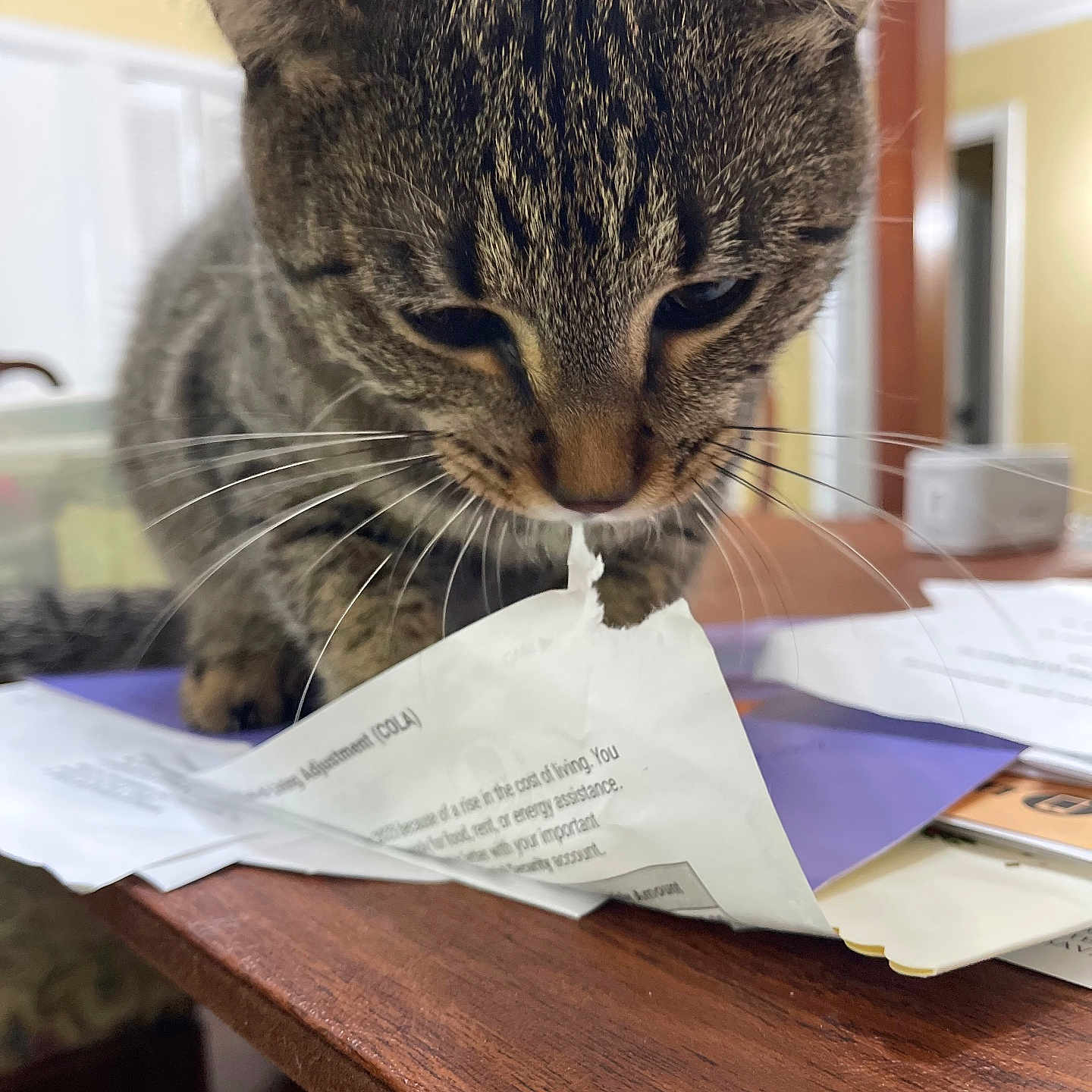 Bean is registered to the contest to win money with this photo: animal, cat, closeup, curious, documents, domestic, focus, furniture, home, indoor, mess, office, paper, pet, playful, shredding, tabby, table, whiskers, wood