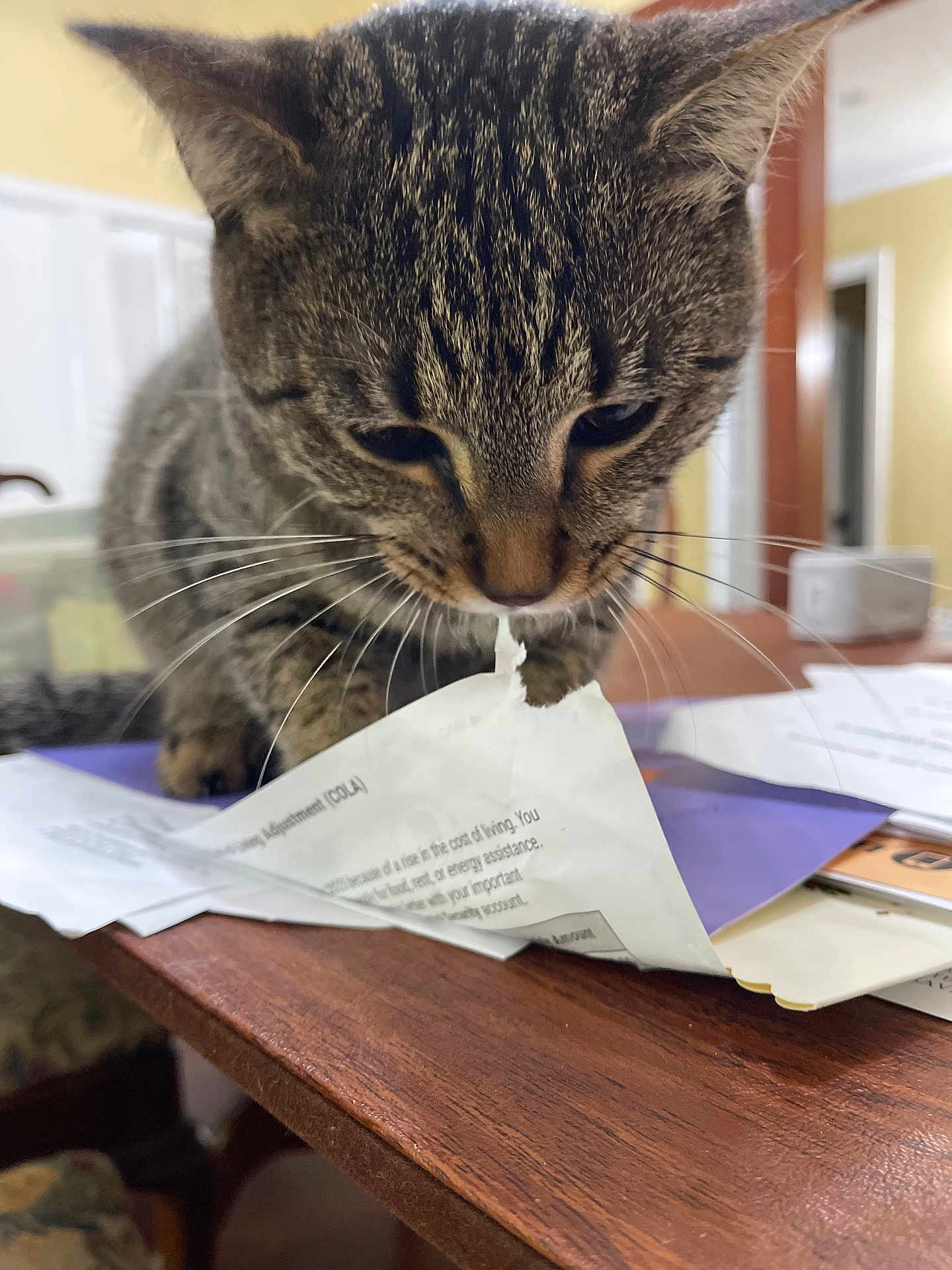 Bean is registered to the contest to win money with this photo: cat, tabby, paper, table, indoor, curious, shredding, documents, wood, furniture, pet, whiskers, closeup, animal, domestic, focus, mess, office, home, playful