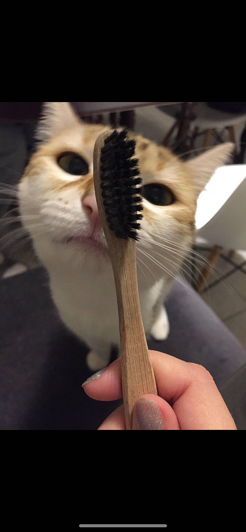 Oméa a rejoint le concours — aidez-le/la à gagner de superbes lots ! carnivore, cat, eye, fawn, felidae, fur, kitten, nose, small_to_medium_sized_cats, snout, tail, whiskers