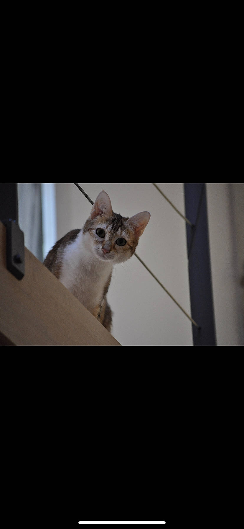 Oméa participe au concours pour gagner de l'argent avec cette photo : asian, carnivore, cat, colorpoint_shorthair, ear, fawn, felidae, kitten, mammal, ojos_azules, photo_caption, photography, siamese, singapura, small_to_medium_sized_cats, snapshot, snout, thai, tonkinese, whiskers