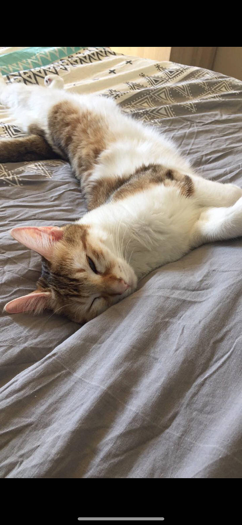 Oméa participe au concours pour gagner de l'argent avec cette photo : aegean_cat, carnivore, cat, domestic_short_haired_cat, european_shorthair, felidae, fur, kitten, nap, paw, sleep, small_to_medium_sized_cats, tabby_cat, tail, whiskers