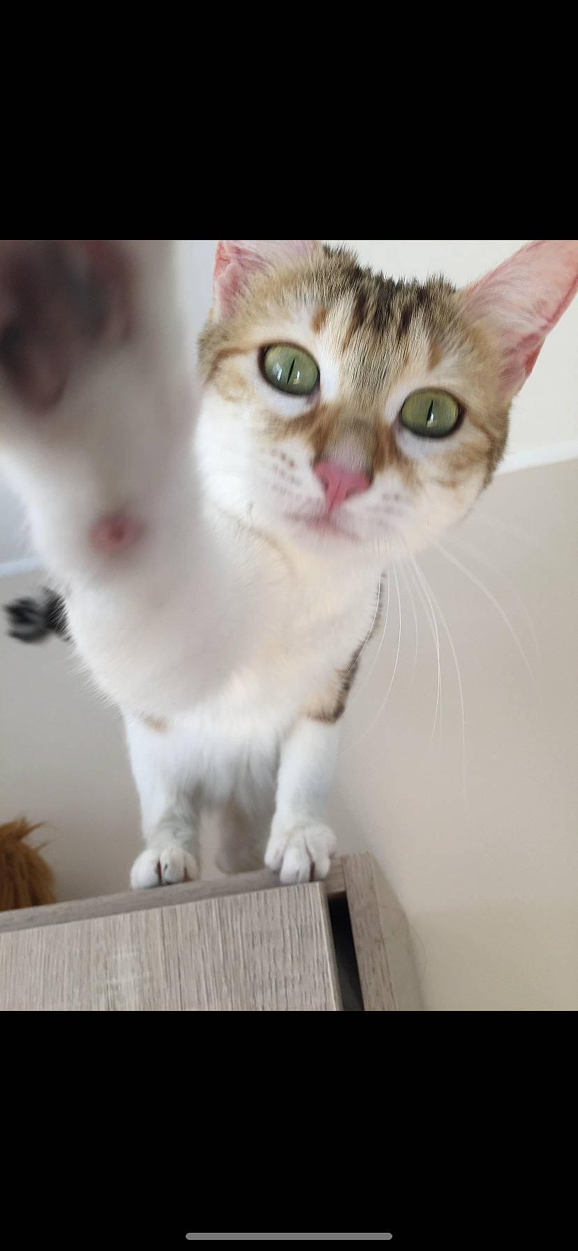 Oméa participe au concours pour gagner de l'argent avec cette photo : aegean_cat, asian, burmilla, carnivore, cat, domestic_short_haired_cat, ear, european_shorthair, eye, felidae, kitten, mammal, munchkin, nose, photo_caption, singapura, small_to_medium_sized_cats, snout, turkish_van, whiskers