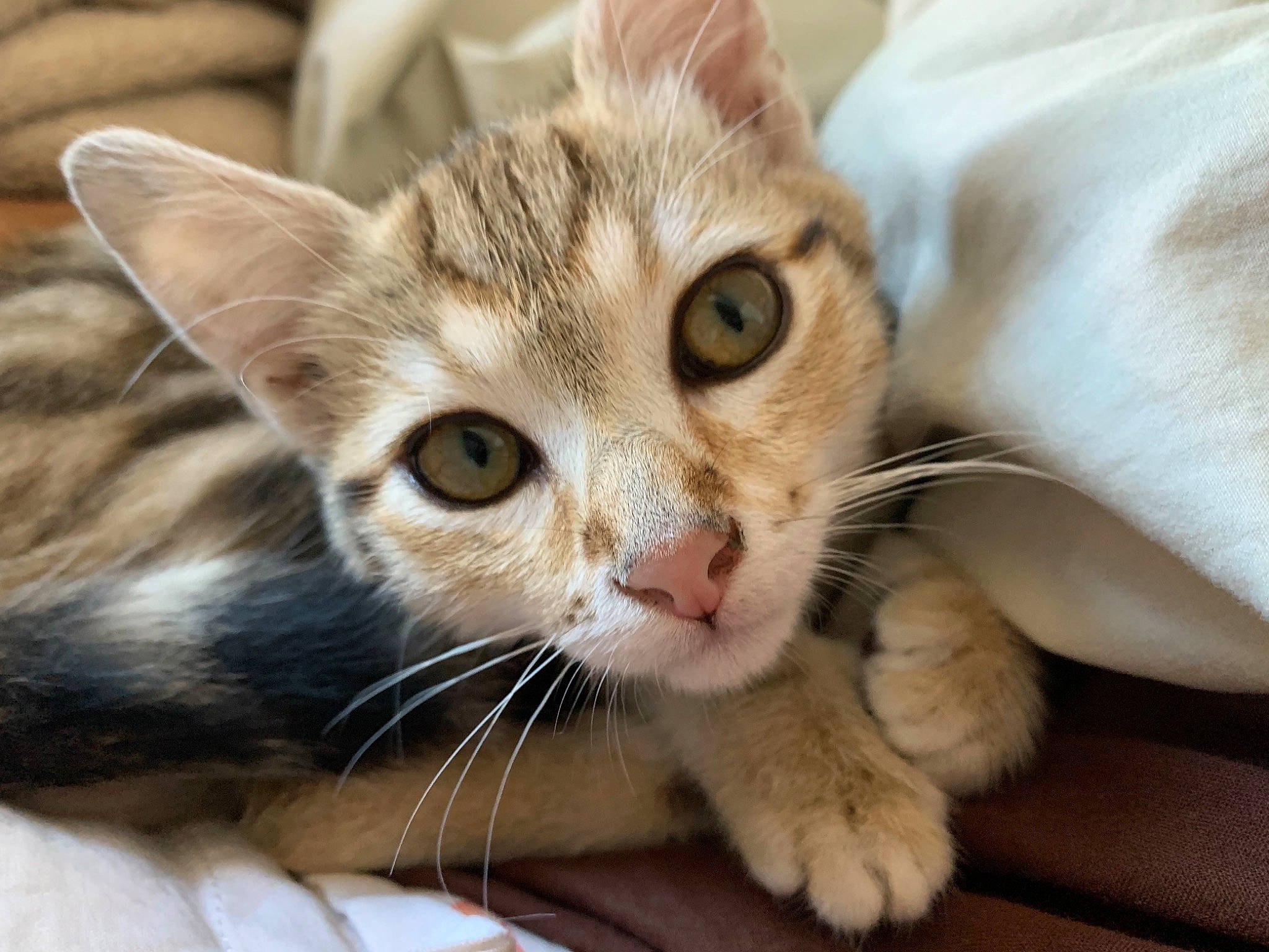 Rajah participe au concours pour gagner de l'argent avec cette photo : aegean_cat, american_wirehair, arabian_mau, asian, australian_mist, carnivore, cat, domestic_short_haired_cat, dragon_li, european_shorthair, eye, felidae, kitten, mammal, singapura, small_to_medium_sized_cats, snout, tabby_cat, vertebrate, whiskers