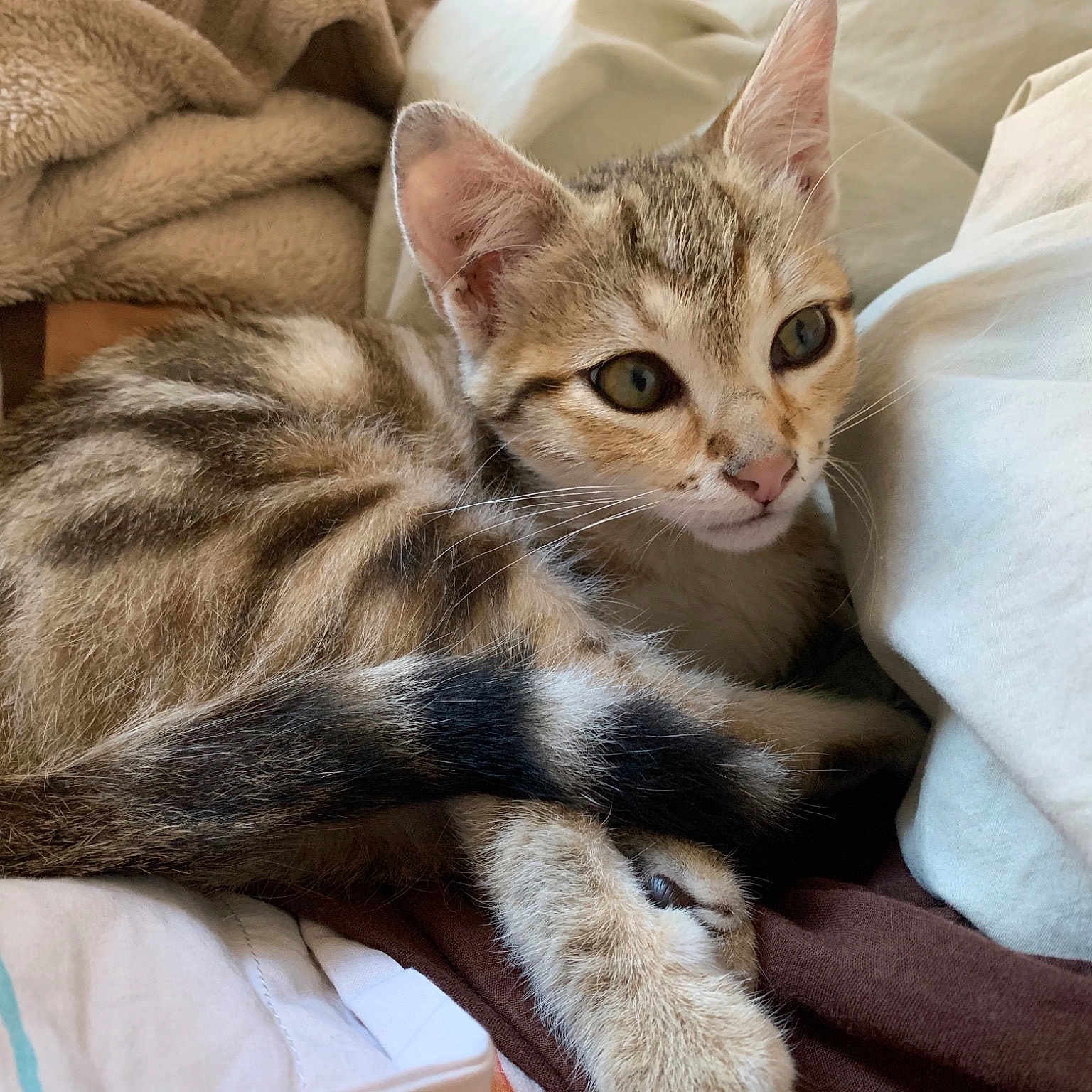 Rajah