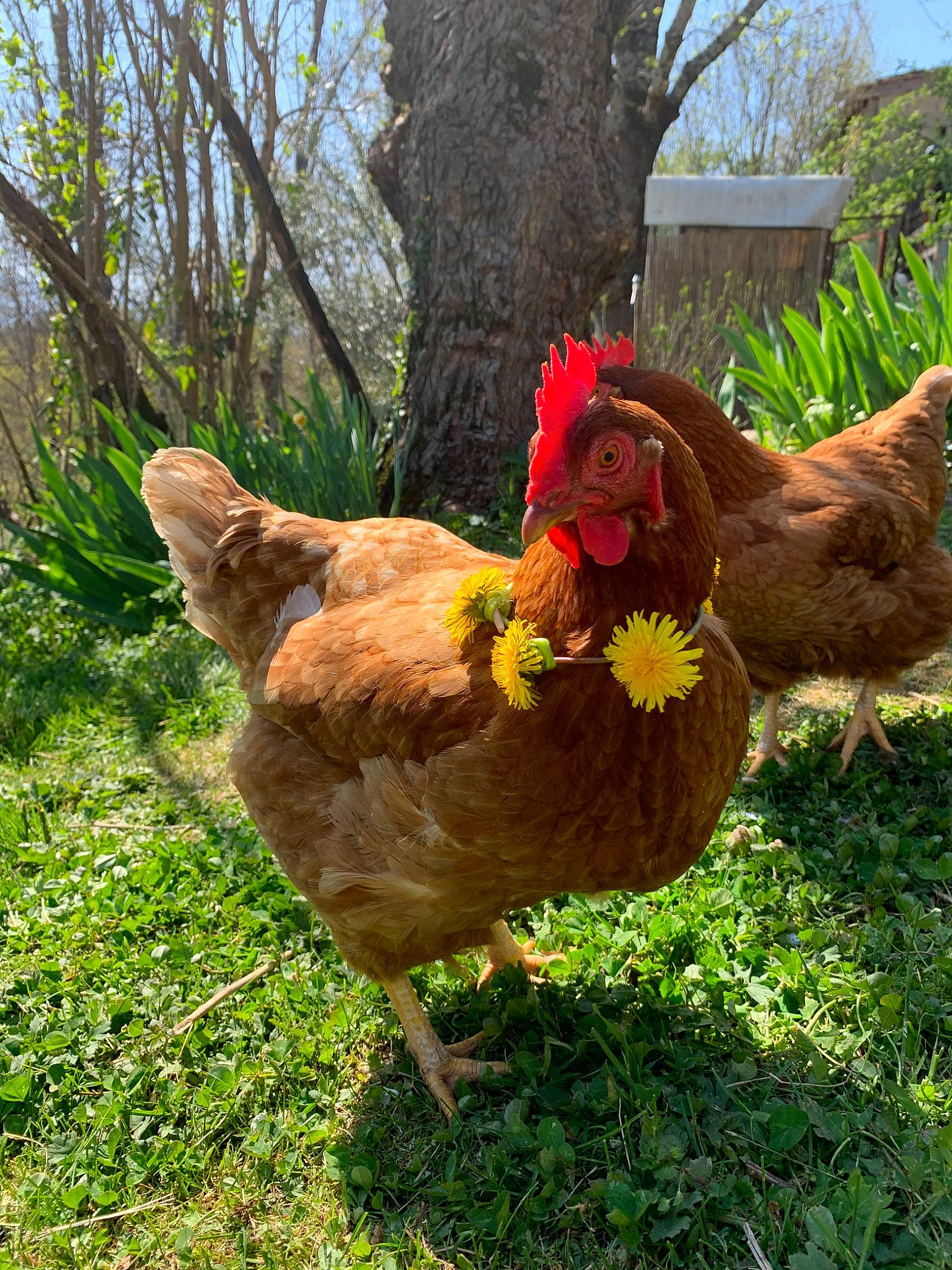 Odette participe au concours pour gagner de l'argent avec cette photo : adaptation, backyard, beak, bird, chicken, comb, fowl, galliformes, garden, grass, livestock, organism, pasture, plant, poultry, rooster, tree, yard