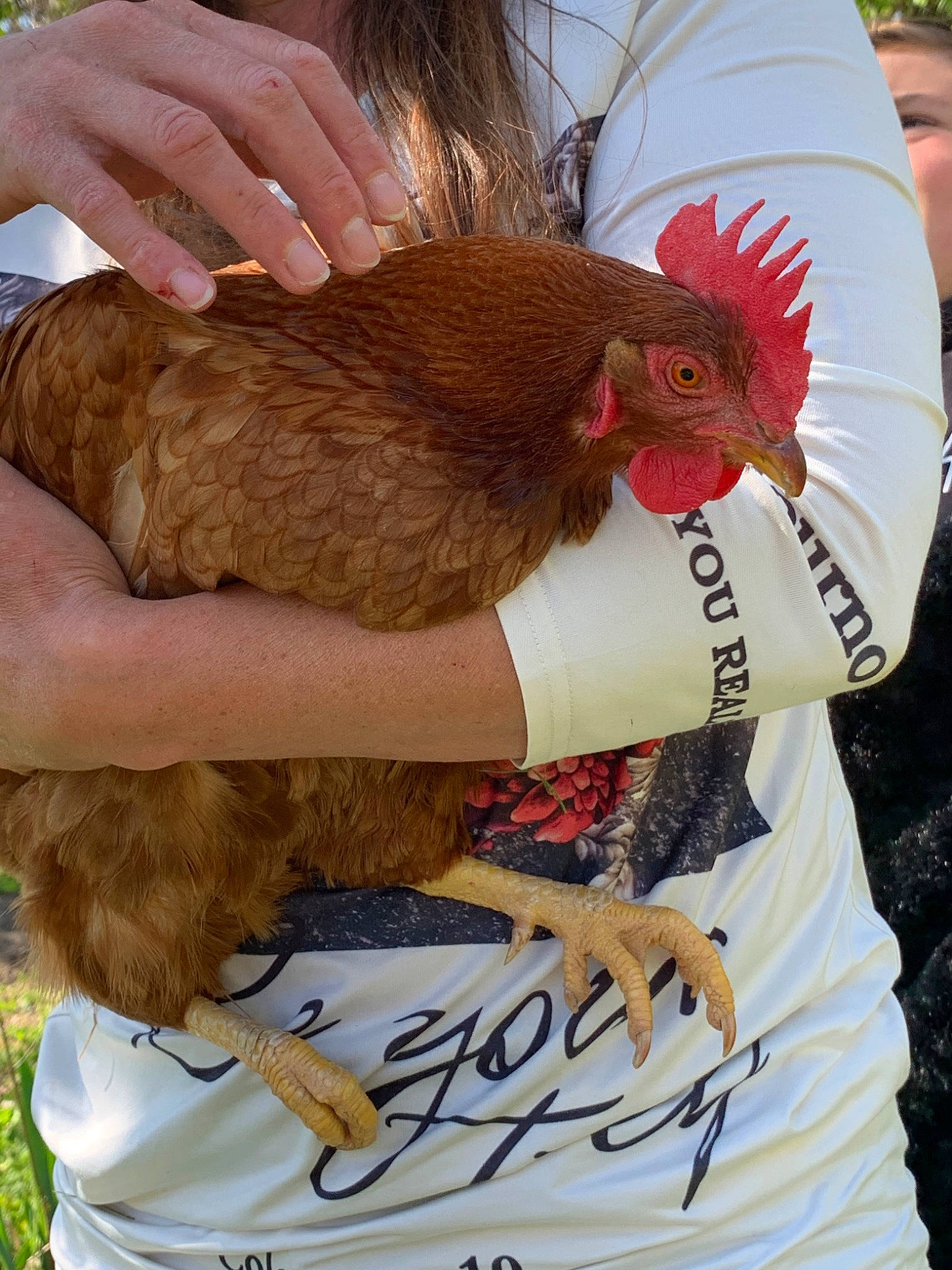 Odette participe au concours pour gagner de l'argent avec cette photo : bird, chicken, feather, fowl, galliformes, livestock, neck, poultry, rooster