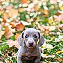 puppy, dog, autumn, leaves, grass, outdoor, cute, animal, young, pet, nature, fall, leaf, portrait, small, adorable, canine, brown, curious, eyes