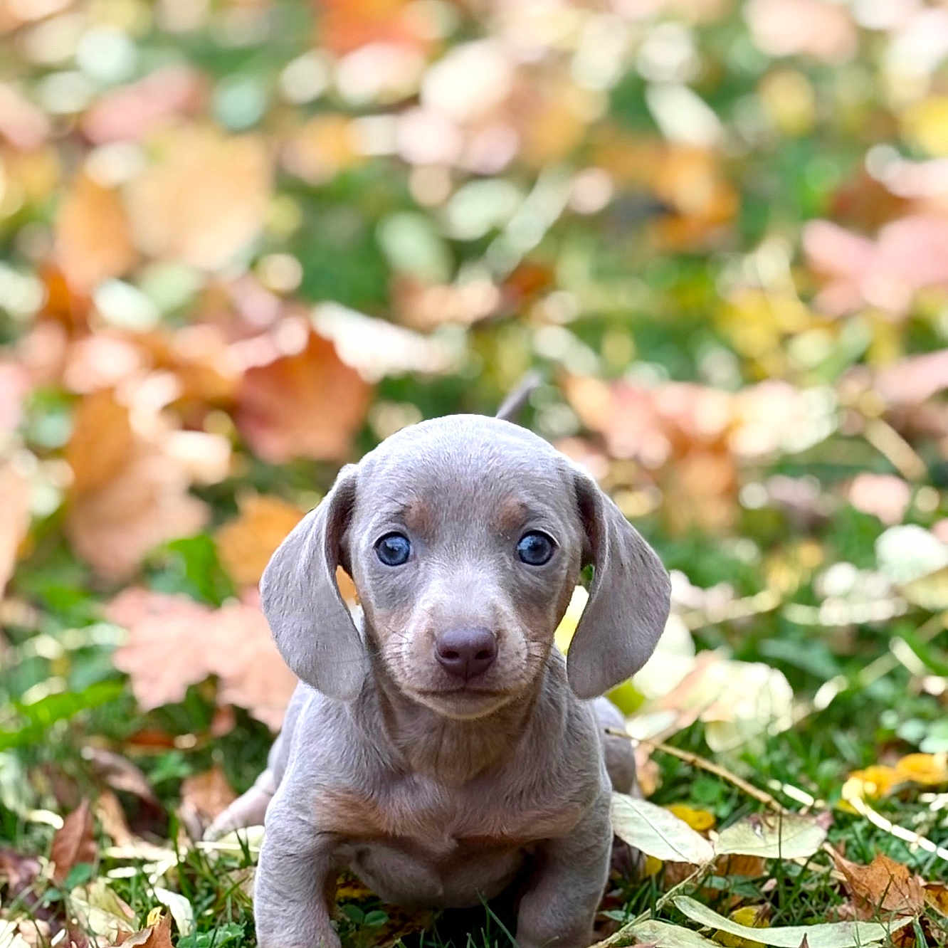 Apoline a rejoint le concours — aidez-le/la à gagner de superbes lots ! adorable, animal, autumn, brown, canine, curious, cute, dog, eyes, fall, grass, leaf, leaves, nature, outdoor, pet, portrait, puppy, small, young