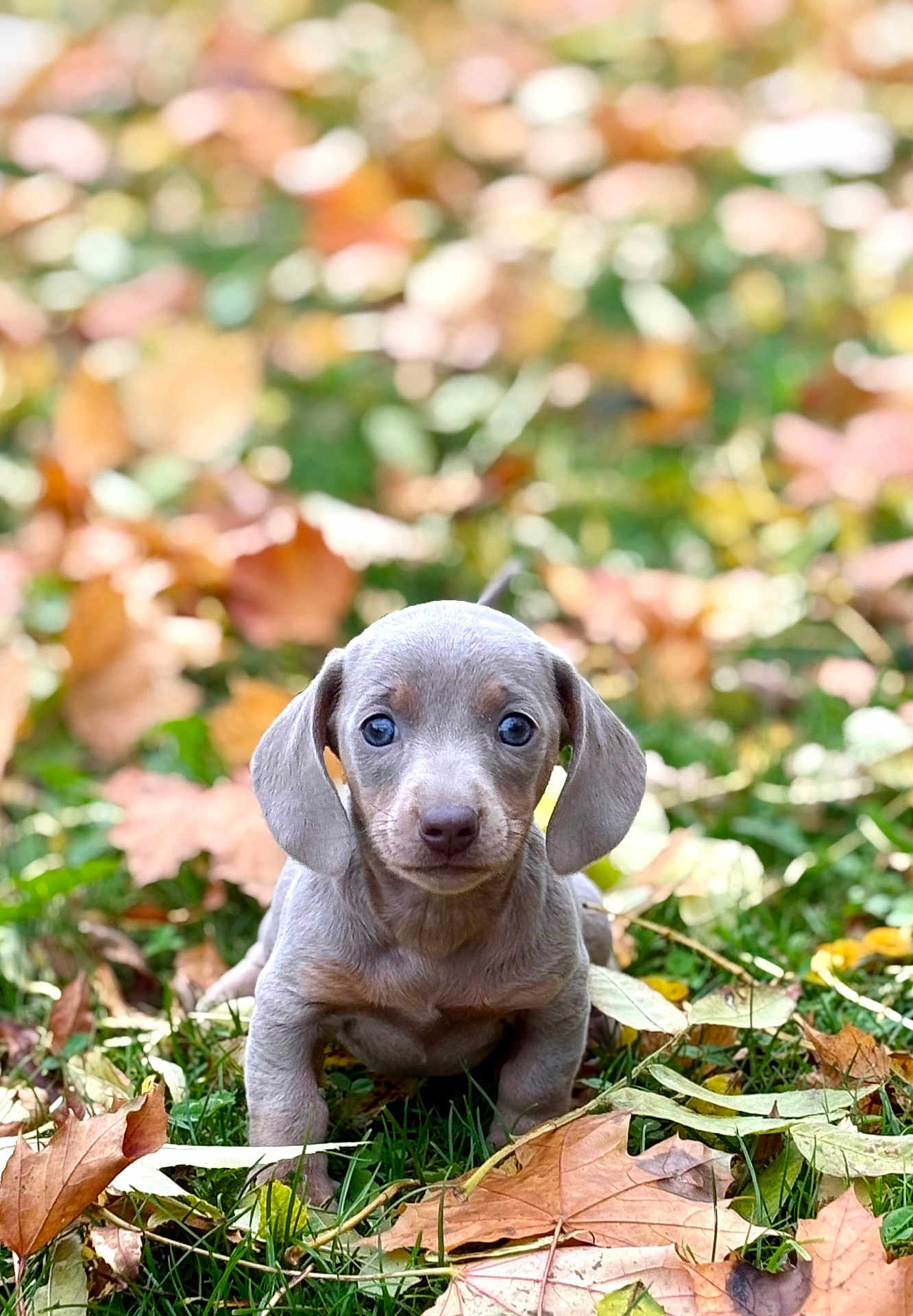 Apoline a rejoint le concours — aidez-le/la à gagner de superbes lots ! puppy, dog, autumn, leaves, grass, outdoor, cute, animal, young, pet, nature, fall, leaf, portrait, small, adorable, canine, brown, curious, eyes