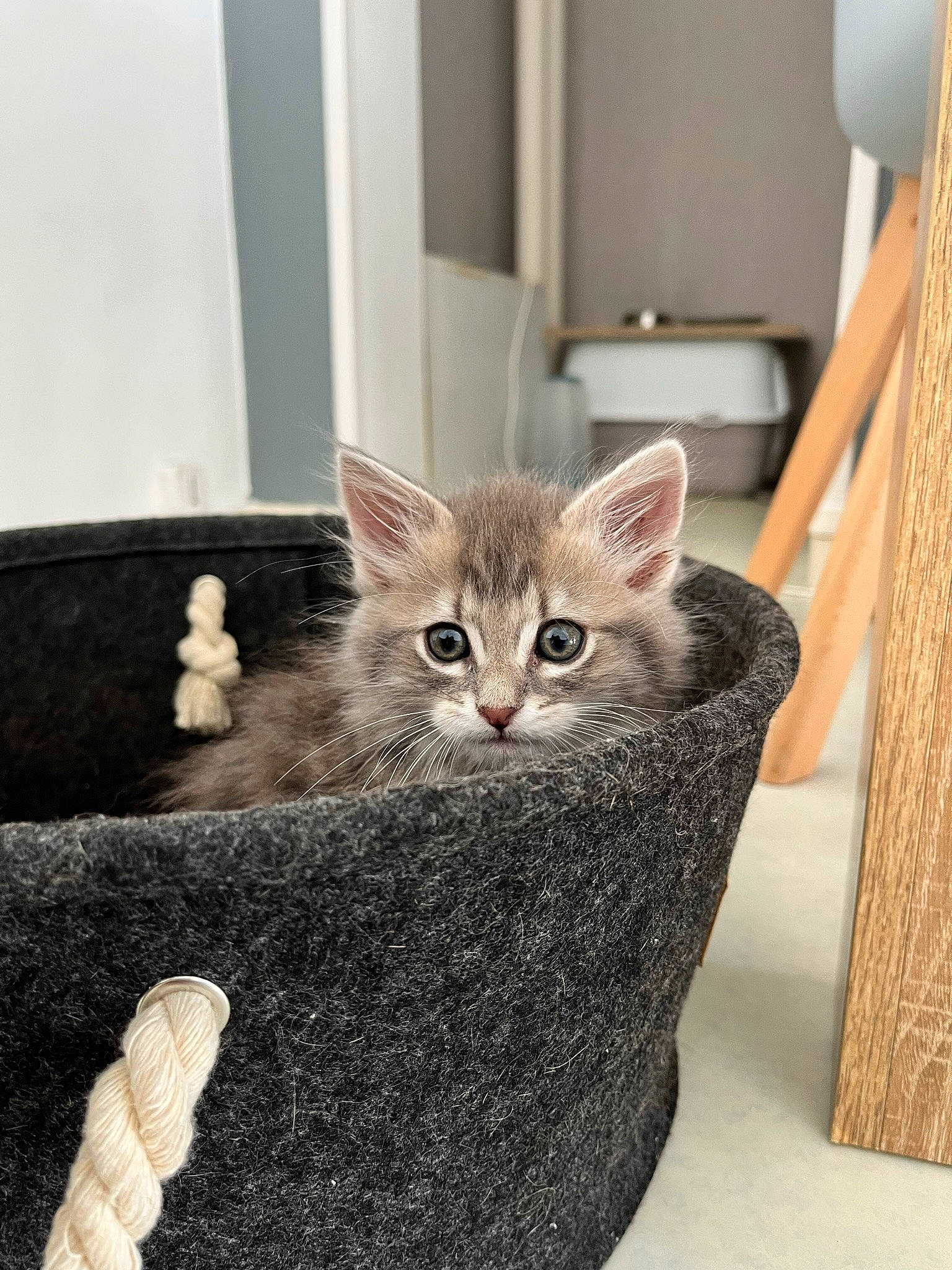 Tchoopy participe au concours pour gagner de l'argent avec cette photo : carnivore, cat, cat_bed, cat_furniture, cat_supply, claw, comfort, couch, domestic_short_haired_cat, fawn, felidae, fur, grey, paw, sitting, small_to_medium_sized_cats, snout, tail, whiskers, wood