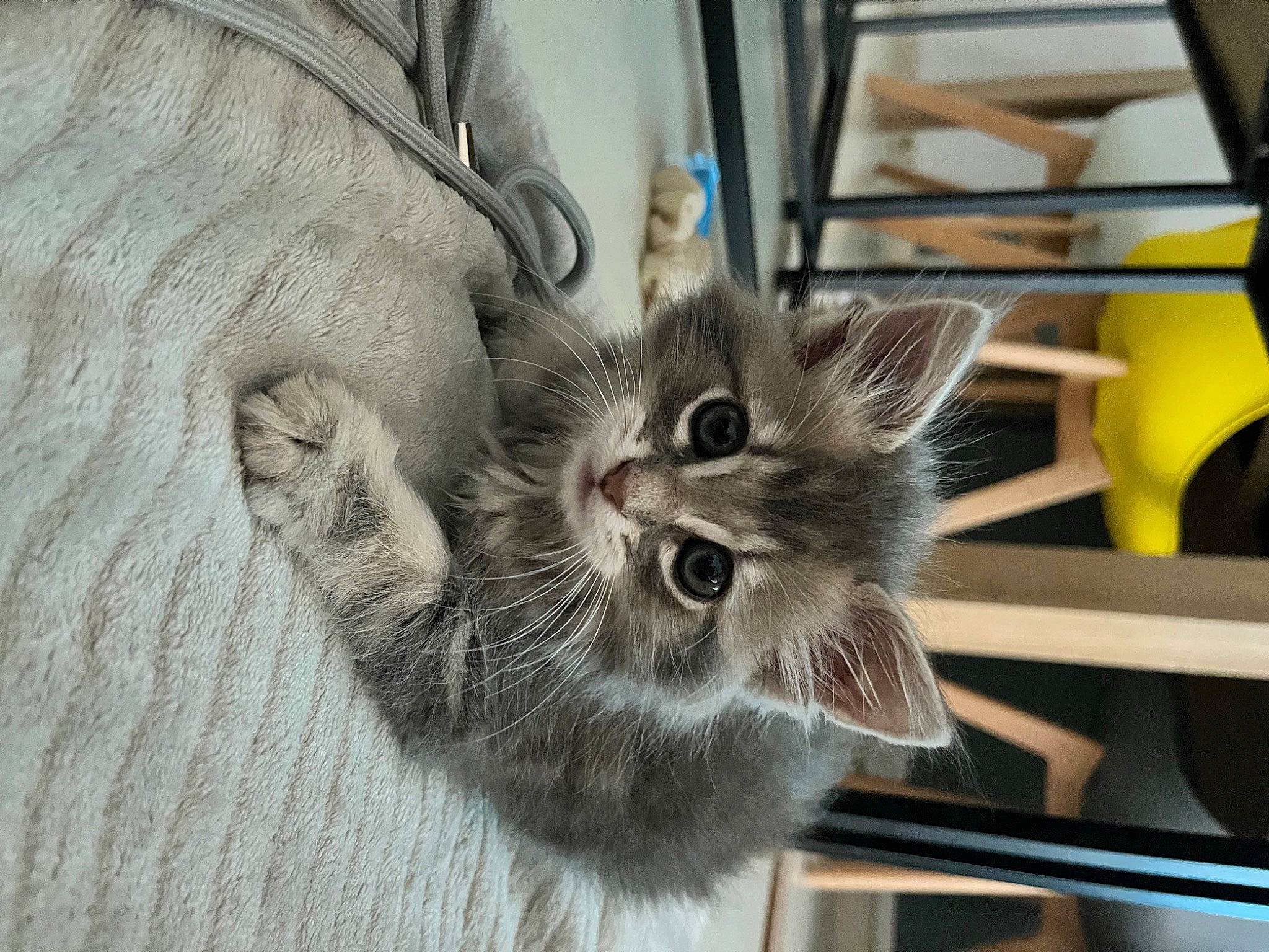 Tchoopy participe au concours pour gagner de l'argent avec cette photo : animal_shelter, carnivore, cat, claw, domestic_short_haired_cat, felidae, fur, paw, small_to_medium_sized_cats, snout, whiskers, wood