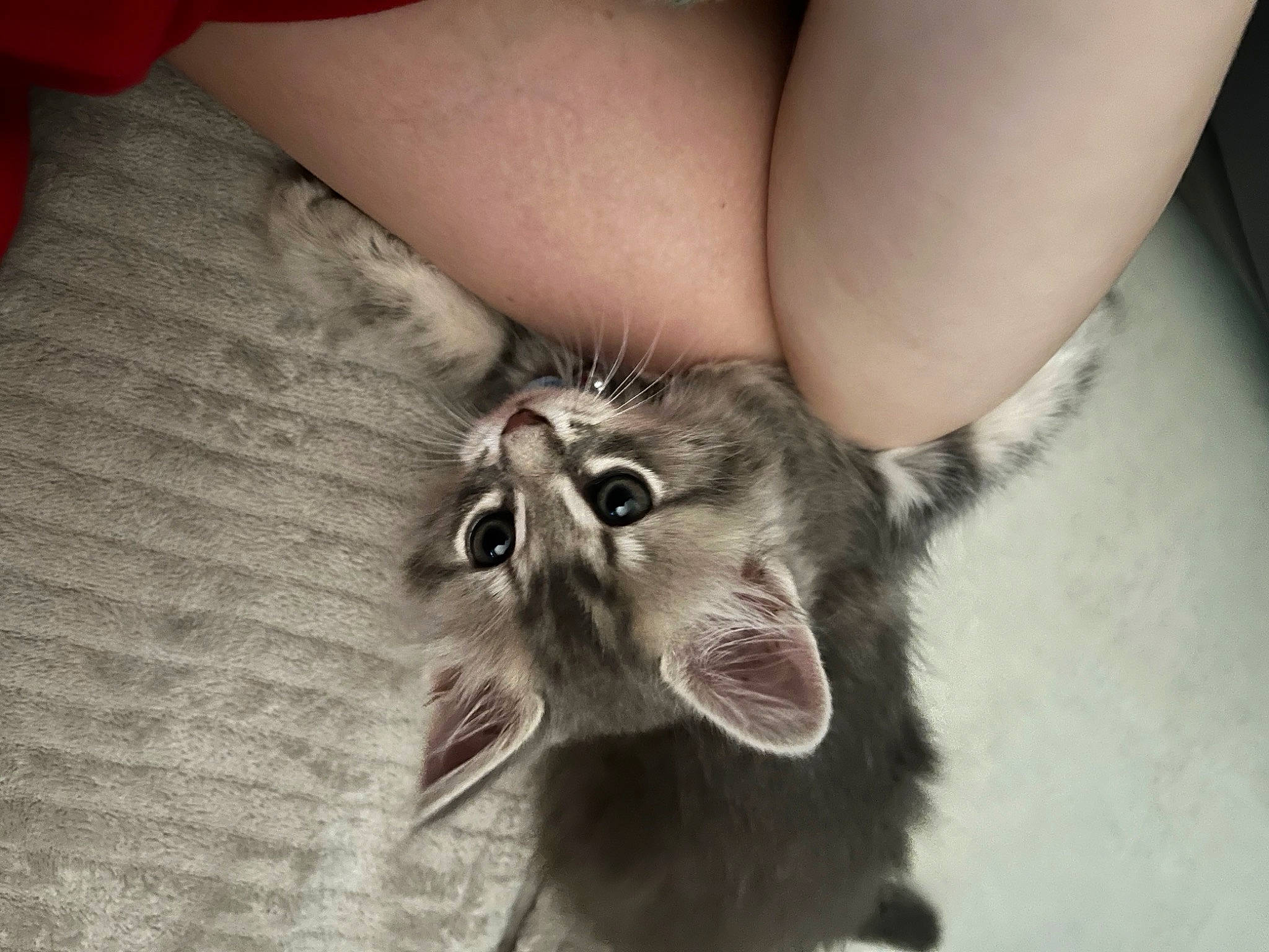 Tchoopy a rejoint le concours — aidez-le/la à gagner de superbes lots ! canidae, carnivore, cat, dog_breed, domestic_short_haired_cat, ear, eye, fang, felidae, finger, gesture, grey, jaw, paw, small_to_medium_sized_cats, snout, sporting_group, tail, whiskers, yawn