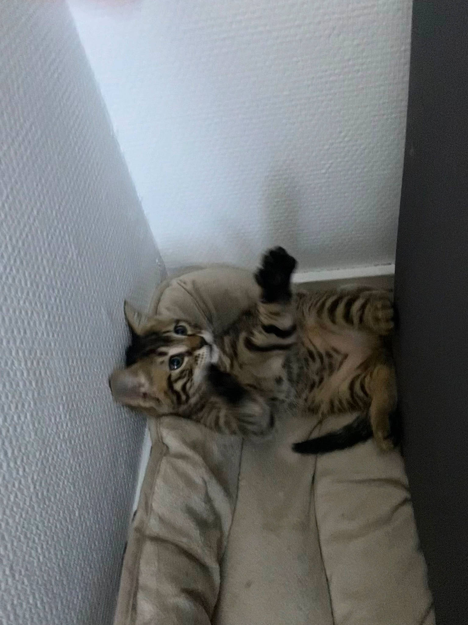 Iscka a rejoint le concours — aidez-le/la à gagner de superbes lots ! bed, carnivore, cat, comfort, domestic_short_haired_cat, fawn, felidae, flooring, fur, grey, hardwood, human_leg, leg, linens, small_to_medium_sized_cats, snout, tail, terrestrial_animal, whiskers, wood