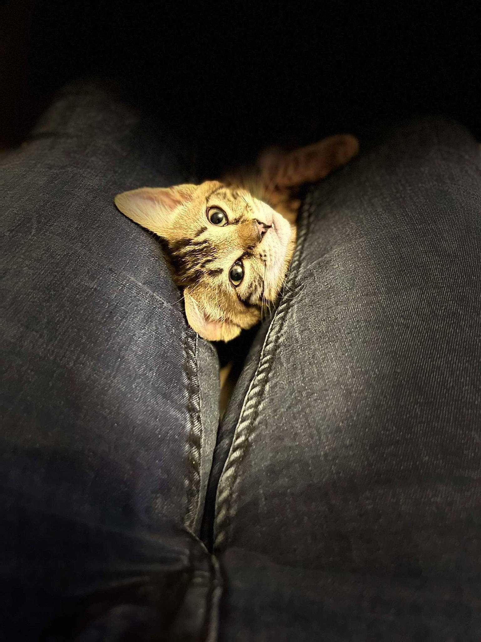 Iscka a rejoint le concours — aidez-le/la à gagner de superbes lots ! bat, carnivore, cat, close_up, comfort, darkness, domestic_short_haired_cat, ear, felidae, fur, linens, macro_photography, metal, musical_instrument, sleeve, small_to_medium_sized_cats, snout, terrestrial_animal, whiskers, wildlife