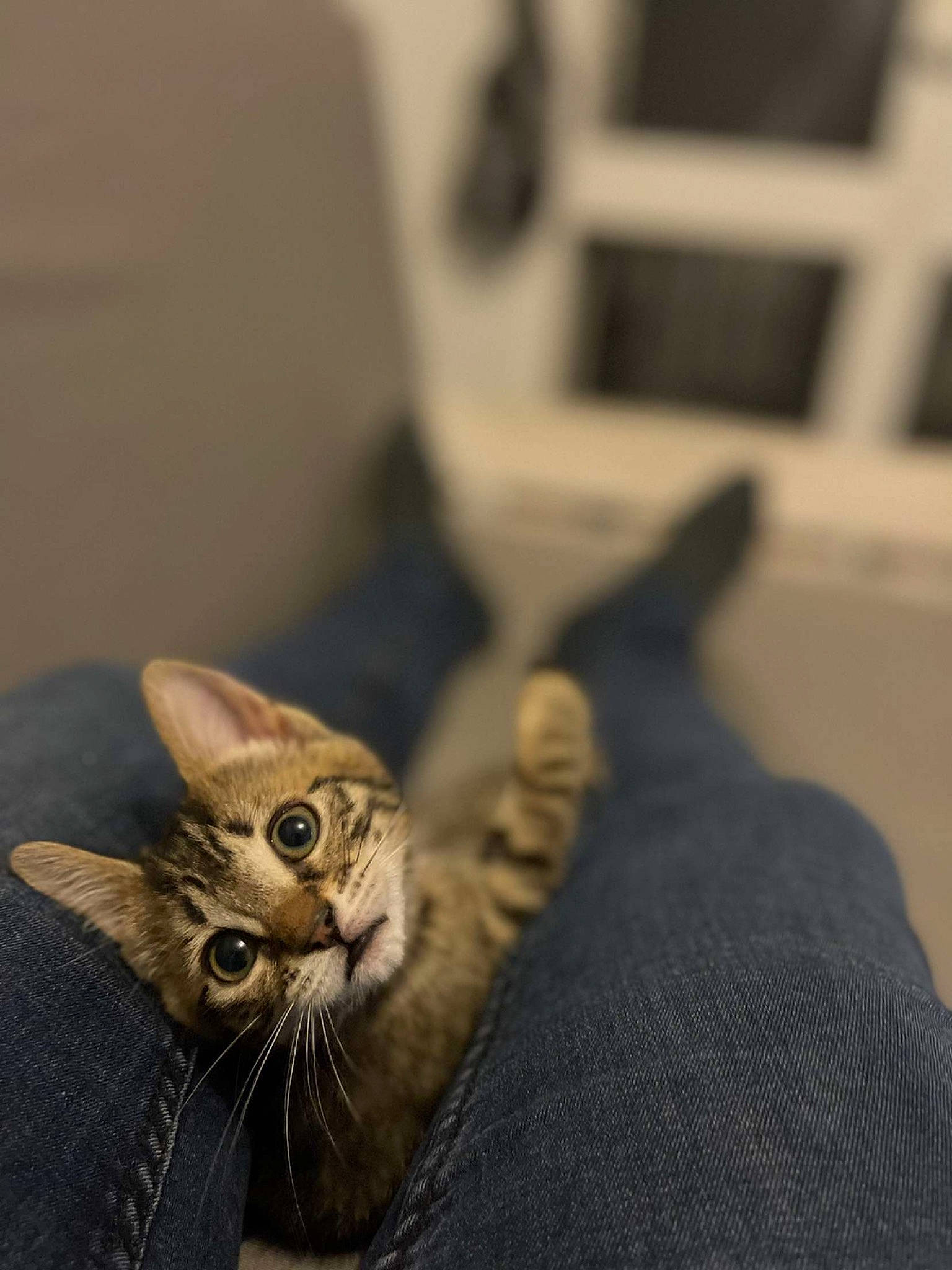 Iscka a rejoint le concours — aidez-le/la à gagner de superbes lots ! art, carnivore, cat, claw, comfort, domestic_short_haired_cat, fawn, felidae, flooring, fur, grey, paw, small_to_medium_sized_cats, snout, tail, terrestrial_animal, toy, whiskers, wildlife, wood