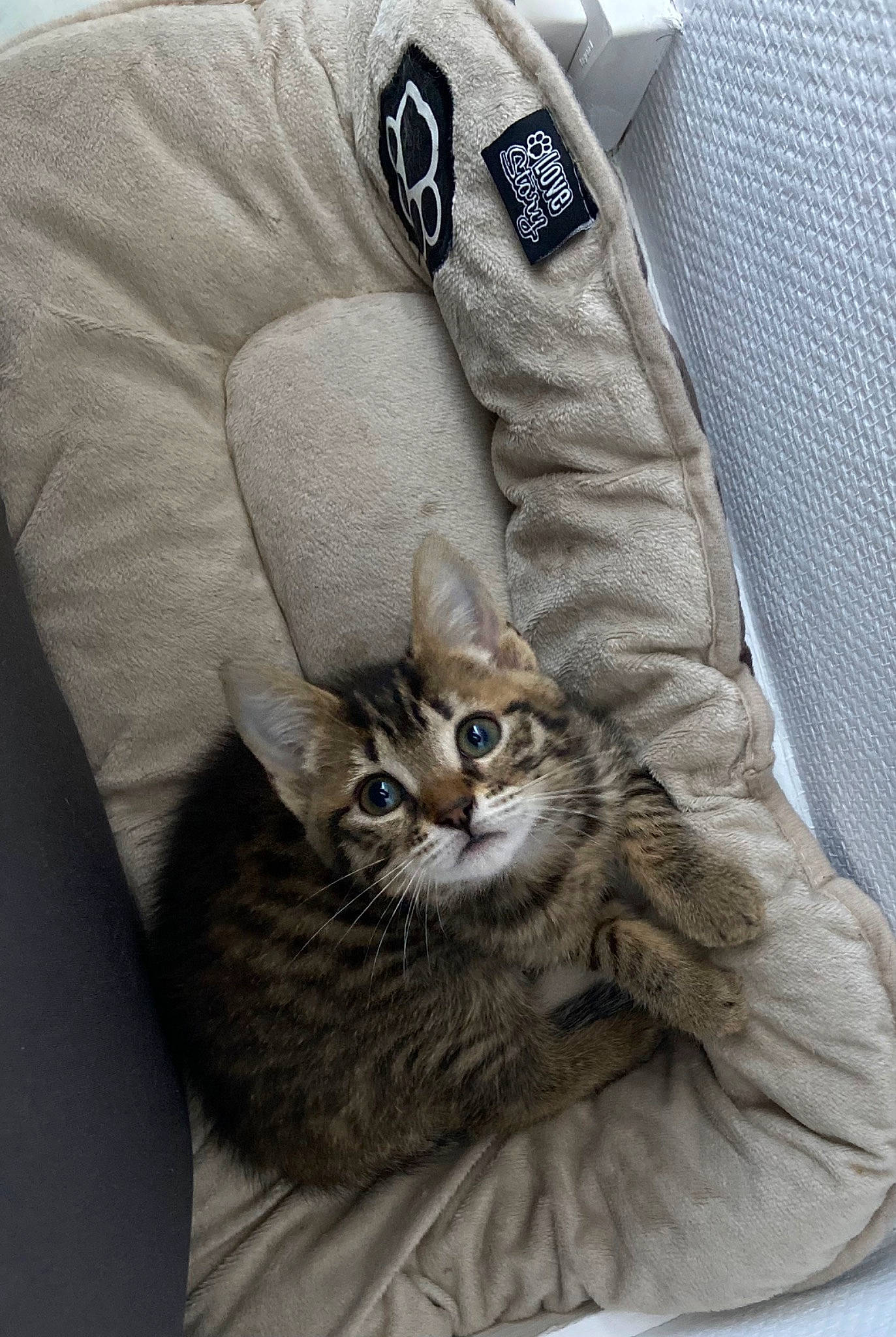 Iscka participe au concours pour gagner de l'argent avec cette photo : bag, carnivore, cat, claw, collar, comfort, domestic_short_haired_cat, dress_shirt, felidae, fur, grey, linens, pattern, sleeve, small_to_medium_sized_cats, tail, uniform, whiskers