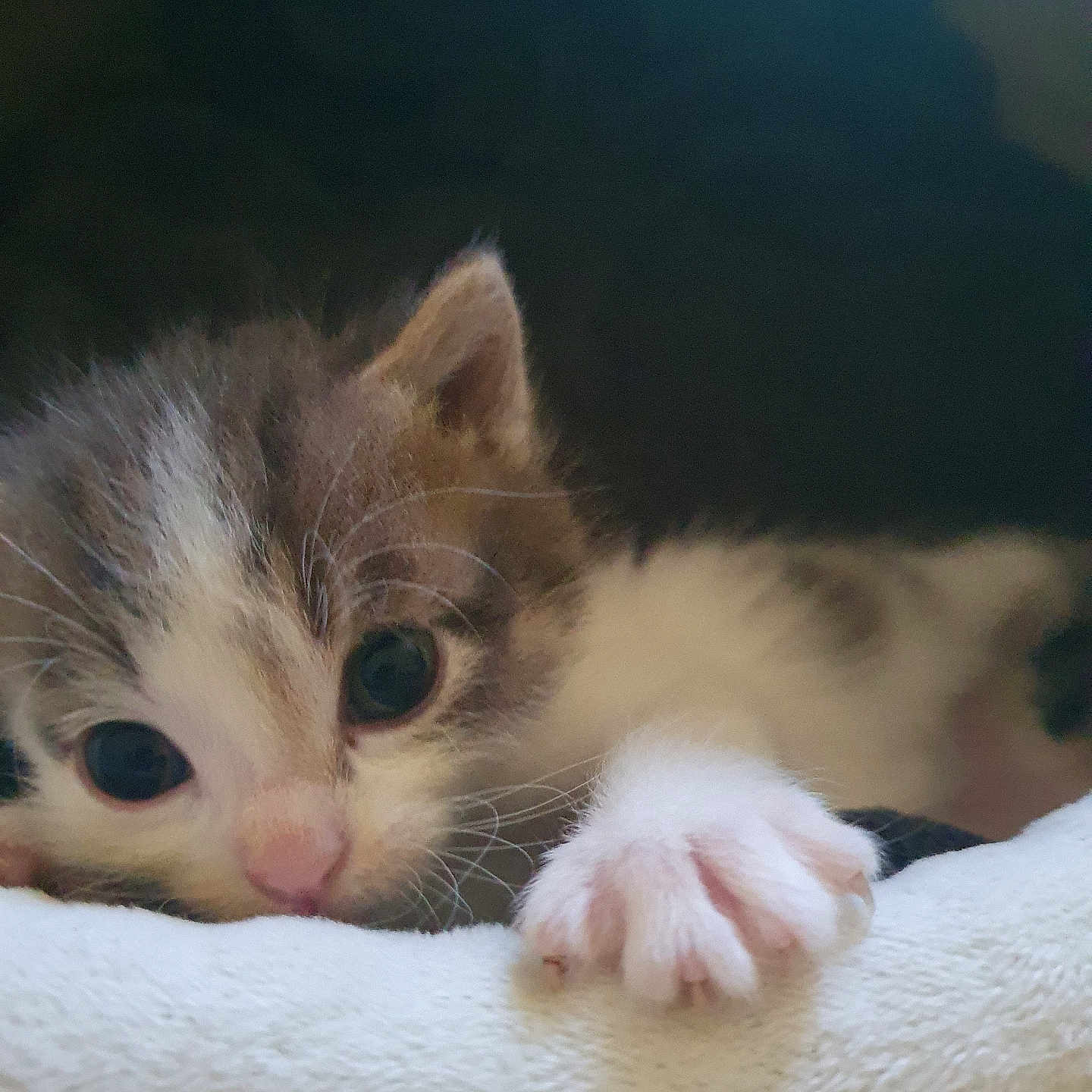 Vaia participe au concours pour gagner de l'argent avec cette photo : kitten, cat, paw, cute, curious, furry, pet, animal, close_up, soft, white, pink_nose, whiskers, indoor, cozy, sleepy, young, small, domestic, feline