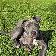 Roxy is registered to the contest to win money with this photo: puppy, dog, grass, outdoor, sunlight, pet, canine, animal, young_dog, greenery, nature, playful, cute, lying_down, summer, domestic_animal, collar, ears, paw, relaxed